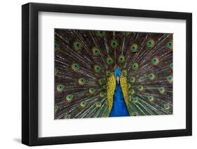 Indian Peacock-Andrew Michael-Framed Photographic Print