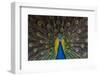 Indian Peacock-Andrew Michael-Framed Photographic Print