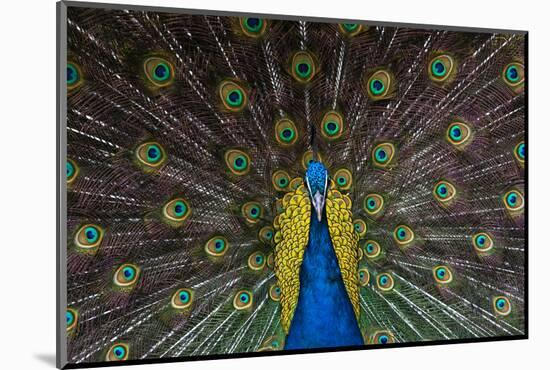 Indian Peacock-Andrew Michael-Mounted Photographic Print