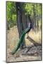 Indian Peafowl (Pavo cristatus), Bandhavgarh National Park, Madhya Pradesh, India, Asia-Sergio Pitamitz-Mounted Photographic Print