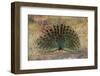 Indian Peafowl (Pavo cristatus) displaying, Bandhavgarh National Park, Madhya Pradesh, India, Asia-Sergio Pitamitz-Framed Photographic Print