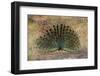 Indian Peafowl (Pavo cristatus) displaying, Bandhavgarh National Park, Madhya Pradesh, India, Asia-Sergio Pitamitz-Framed Photographic Print