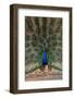 Indian Peafowl (Pavo cristatus) displaying, Bandhavgarh National Park, Madhya Pradesh, India, Asia-Sergio Pitamitz-Framed Photographic Print