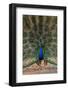 Indian Peafowl (Pavo cristatus) displaying, Bandhavgarh National Park, Madhya Pradesh, India, Asia-Sergio Pitamitz-Framed Photographic Print