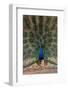 Indian Peafowl (Pavo cristatus) displaying, Bandhavgarh National Park, Madhya Pradesh, India, Asia-Sergio Pitamitz-Framed Photographic Print