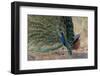 Indian Peafowl (Pavo cristatus) displaying, Bandhavgarh National Park, Madhya Pradesh, India, Asia-Sergio Pitamitz-Framed Photographic Print