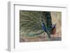 Indian Peafowl (Pavo cristatus) displaying, Bandhavgarh National Park, Madhya Pradesh, India, Asia-Sergio Pitamitz-Framed Photographic Print