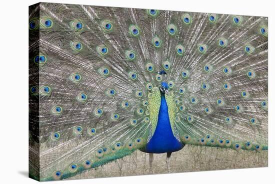 Indian Peafowl, Pavo Cristatus-null-Stretched Canvas