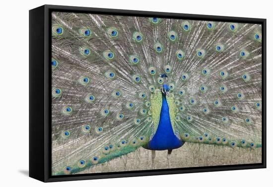Indian Peafowl, Pavo Cristatus-null-Framed Stretched Canvas