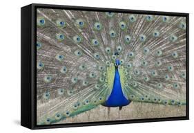 Indian Peafowl, Pavo Cristatus-null-Framed Stretched Canvas