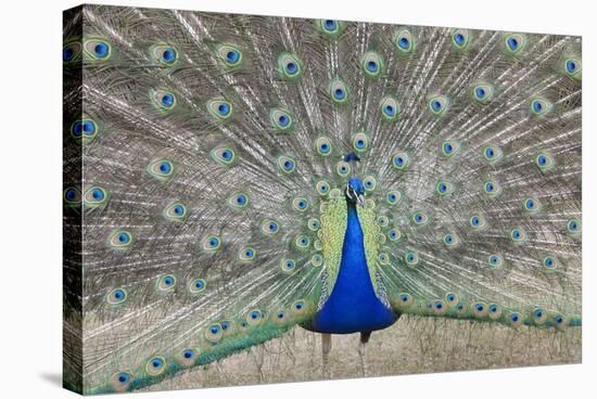 Indian Peafowl, Pavo Cristatus-null-Stretched Canvas