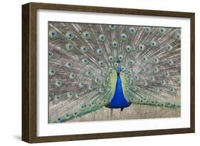 Indian Peafowl, Pavo Cristatus-null-Framed Photo