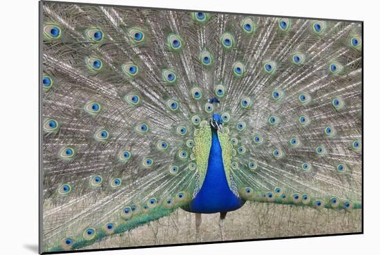 Indian Peafowl, Pavo Cristatus-null-Mounted Photo