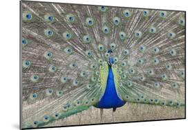 Indian Peafowl, Pavo Cristatus-null-Mounted Photo