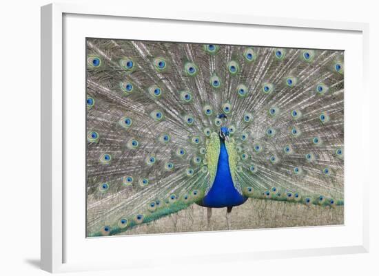 Indian Peafowl, Pavo Cristatus-null-Framed Photo