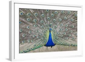 Indian Peafowl, Pavo Cristatus-null-Framed Photo