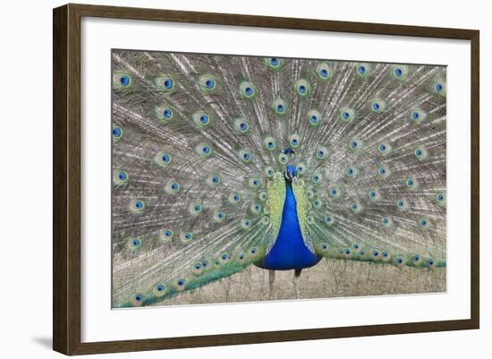 Indian Peafowl, Pavo Cristatus-null-Framed Photo