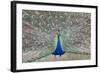 Indian Peafowl, Pavo Cristatus-null-Framed Photo
