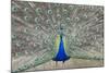 Indian Peafowl, Pavo Cristatus-null-Mounted Photo