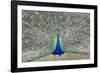 Indian Peafowl, Pavo Cristatus-null-Framed Photo