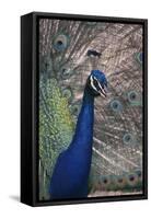 Indian Peafowl-DLILLC-Framed Stretched Canvas