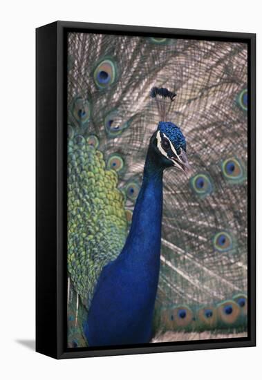 Indian Peafowl-DLILLC-Framed Stretched Canvas