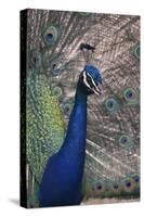 Indian Peafowl-DLILLC-Stretched Canvas