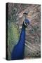 Indian Peafowl-DLILLC-Stretched Canvas