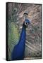 Indian Peafowl-DLILLC-Framed Stretched Canvas