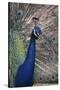 Indian Peafowl-DLILLC-Stretched Canvas