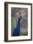 Indian Peafowl-DLILLC-Framed Premium Photographic Print