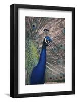 Indian Peafowl-DLILLC-Framed Premium Photographic Print