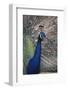 Indian Peafowl-DLILLC-Framed Premium Photographic Print