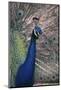 Indian Peafowl-DLILLC-Mounted Premium Photographic Print