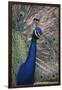 Indian Peafowl-DLILLC-Framed Photographic Print