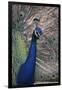 Indian Peafowl-DLILLC-Framed Photographic Print