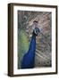 Indian Peafowl-DLILLC-Framed Photographic Print