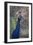 Indian Peafowl-DLILLC-Framed Photographic Print