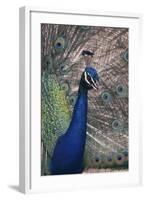 Indian Peafowl-DLILLC-Framed Photographic Print