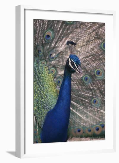 Indian Peafowl-DLILLC-Framed Photographic Print