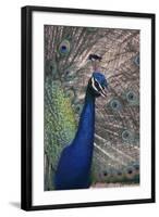 Indian Peafowl-DLILLC-Framed Photographic Print