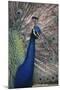 Indian Peafowl-DLILLC-Mounted Photographic Print