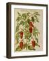 Indian Pepper. from 'Camerarius Florilegium'-Joachim Camerarius-Framed Giclee Print