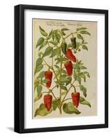 Indian Pepper. from 'Camerarius Florilegium'-Joachim Camerarius-Framed Giclee Print