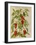 Indian Pepper. from 'Camerarius Florilegium'-Joachim Camerarius-Framed Giclee Print