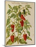 Indian Pepper. from 'Camerarius Florilegium'-Joachim Camerarius-Mounted Giclee Print