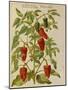 Indian Pepper. from 'Camerarius Florilegium'-Joachim Camerarius-Mounted Giclee Print
