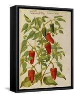 Indian Pepper. from 'Camerarius Florilegium'-Joachim Camerarius-Framed Stretched Canvas