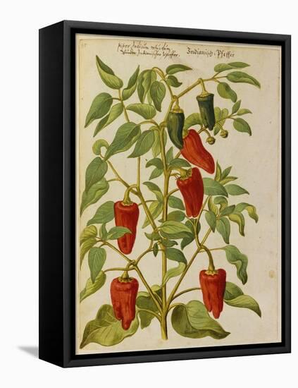 Indian Pepper. from 'Camerarius Florilegium'-Joachim Camerarius-Framed Stretched Canvas