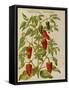 Indian Pepper. from 'Camerarius Florilegium'-Joachim Camerarius-Framed Stretched Canvas